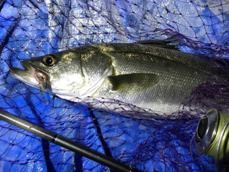 小アジ狙いで、シーバス